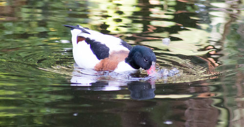 View of duck swimming in lake