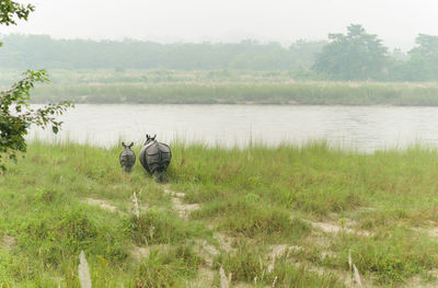 View of horse in lake