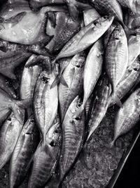 Full frame shot of fish for sale in market