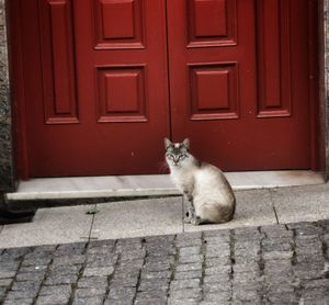 Cat sitting on footpath