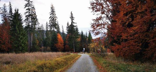 Road amidst trees in forest during autumn