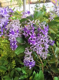 Close-up of purple flowering plants