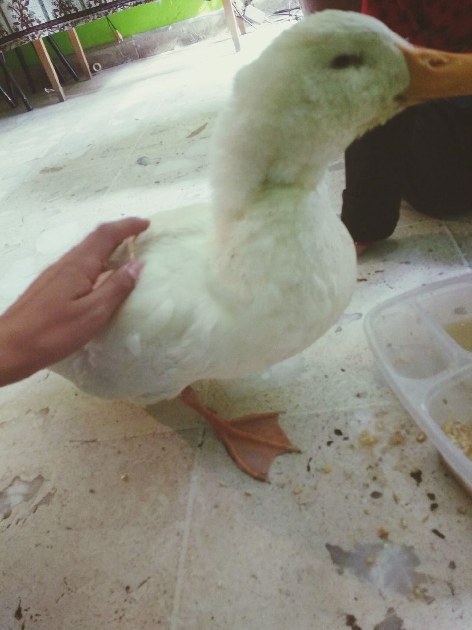 HIGH ANGLE VIEW OF HAND FEEDING BIRDS