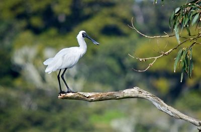 Bird perching on a branch