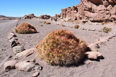 Cactus growing in desert against clear sky