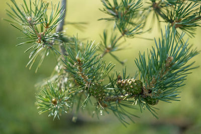 Close-up of pine tree