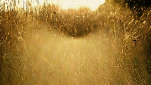 Close-up of grass on field