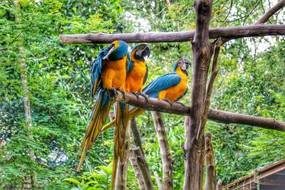 Bird perching on a tree