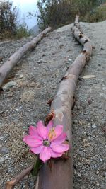 Close-up of flower against blurred background