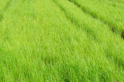 Full frame shot of fresh green field