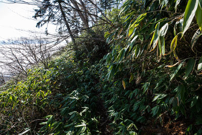 Close-up of plants growing on field