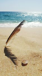 Scenic view of feather and seashell at beach