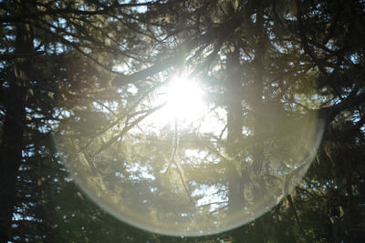 Sun shining through trees