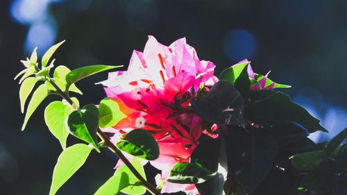 Close-up of pink flowers blooming outdoors