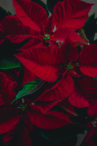 High angle view of red flowering plant