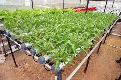 Plants growing in greenhouse