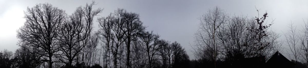 Low angle view of bare trees against sky