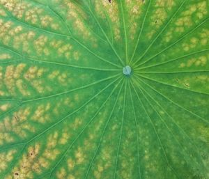Full frame shot of green leaves