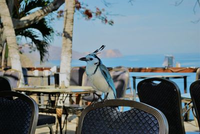 Close-up of bird perching on table