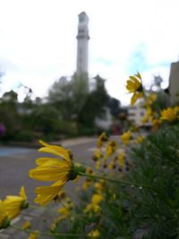 Close-up of yellow flowers growing on plant against sky