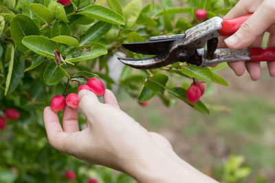 Cropped image of hand holding red plant