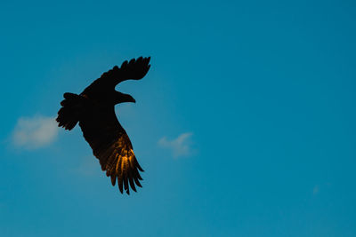 Low angle view of eagle flying against blue sky