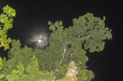 Plants and trees against sky at night