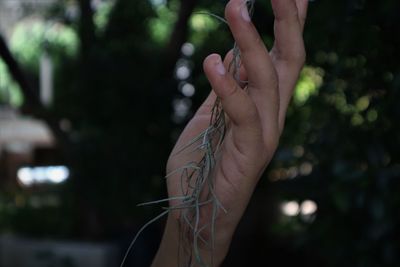 Close-up of hand holding plant against blurred background