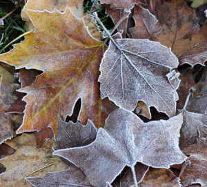 Close-up of leaves