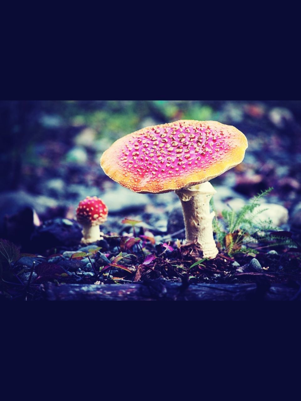 freshness, close-up, food and drink, red, focus on foreground, food, indoors, mushroom, flower, transfer print, fruit, pink color, fragility, growth, still life, no people, auto post production filter, fungus, sweet food, strawberry