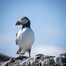 Close-up of puffin perching on rock against sky