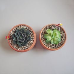 Directly above shot of potted plants on table