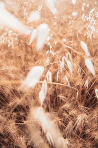 Full frame shot of dry plants on field