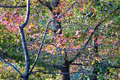 Low angle view of trees