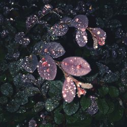 Water drops on leaves