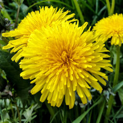 Close-up of yellow flower blooming outdoors