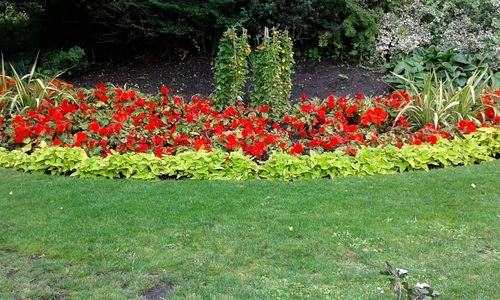 Close-up of red flowers