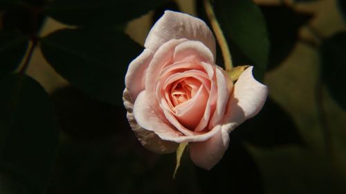 Close-up of rose blooming outdoors
