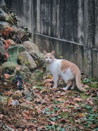 Portrait of cat on field