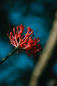 Close-up of red flower