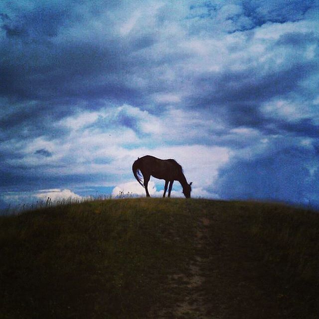 animal themes, sky, horse, domestic animals, mammal, field, cloud - sky, landscape, one animal, grass, tranquility, tranquil scene, standing, full length, cloudy, livestock, cloud, nature, grazing, herbivorous