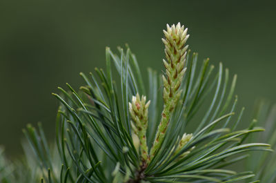 Close-up of fresh plant