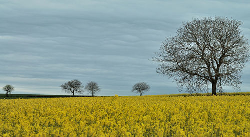 Scenic view of field against sky