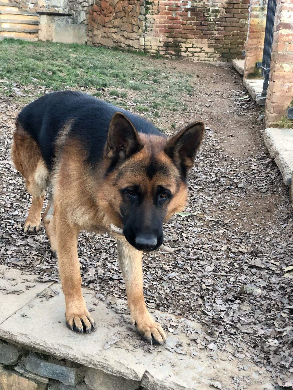 PORTRAIT OF BROWN DOG STANDING ON FOOTPATH