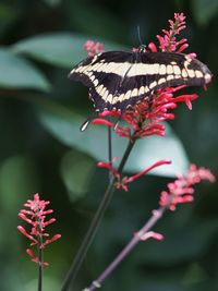 Close-up of butterfly pollinating on flower