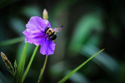 Close-up of bee on flower