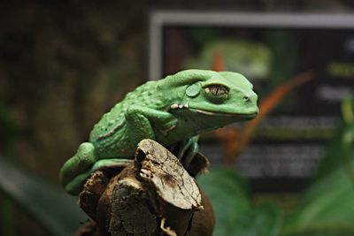 Close-up of lizard on tree