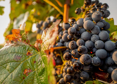 Close-up of grapes growing in vineyard