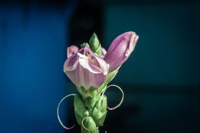 Close-up of pink rose flower