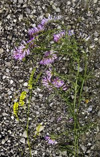 Close-up of purple flowers